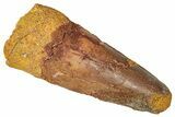Fossil Spinosaurus Tooth - Feeding Worn Tip #350110-1